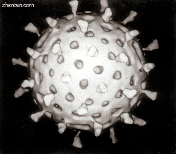 685px-Rotavirus_Reconstruction.jpg