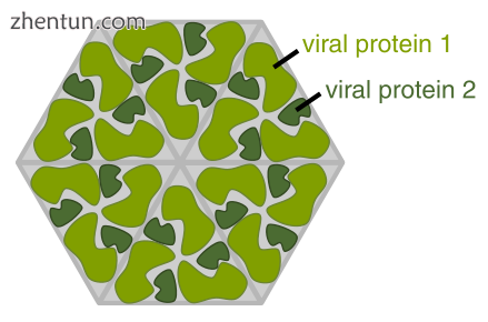 Diagram of how a virus capsid can be constructed using multiple copies of just two protein molecules