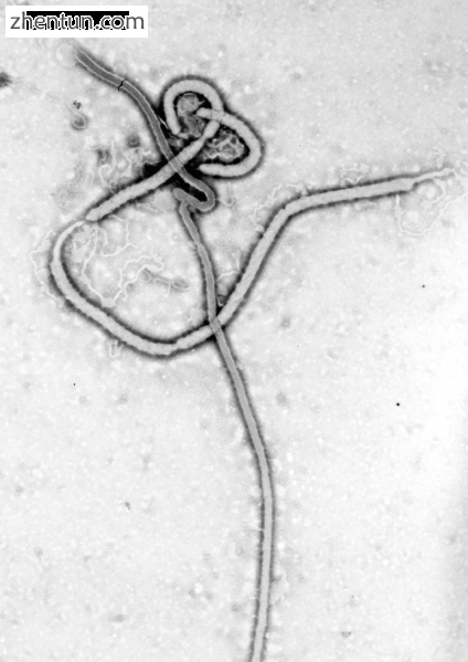 Ebola (top) and Marburg viruses (bottom)