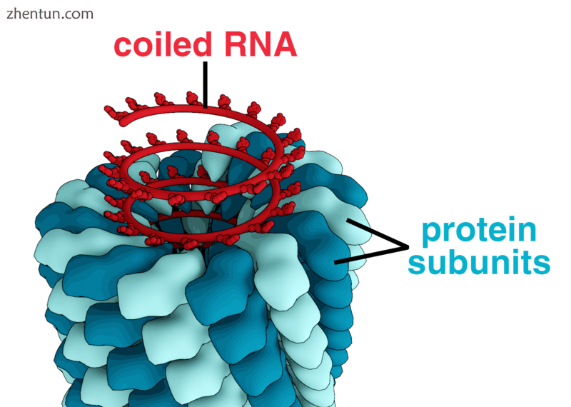 Structure of tobacco mosaic virus: RNA coiled in a helix of repeating protein sub-units
