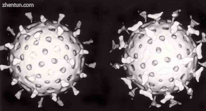 Two rotaviruses: the one on the right is coated with antibodies that prevent its attachment to cells ...