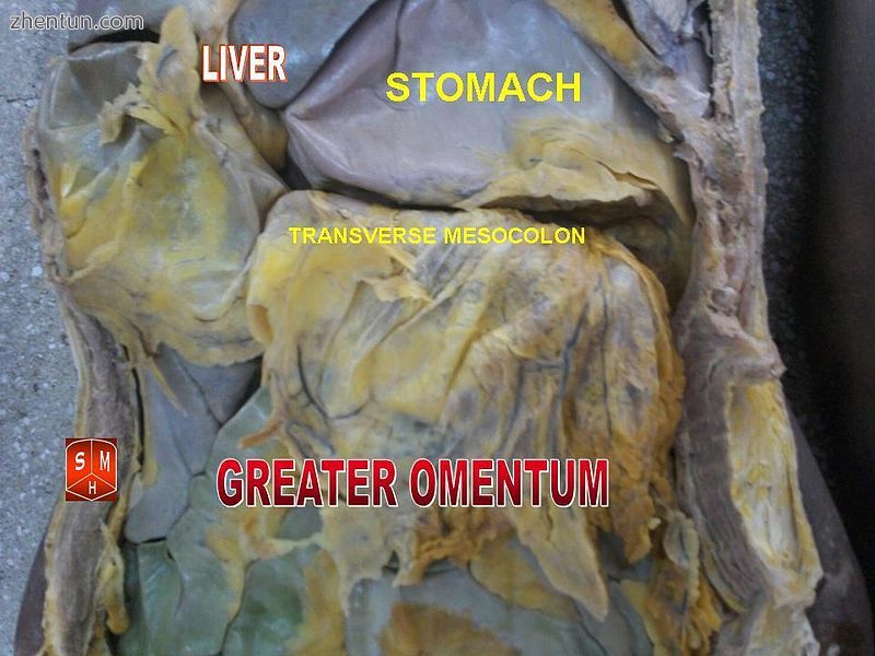 Greater omentum and stomach of humans