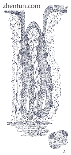 Human fundic glands (at fundus)