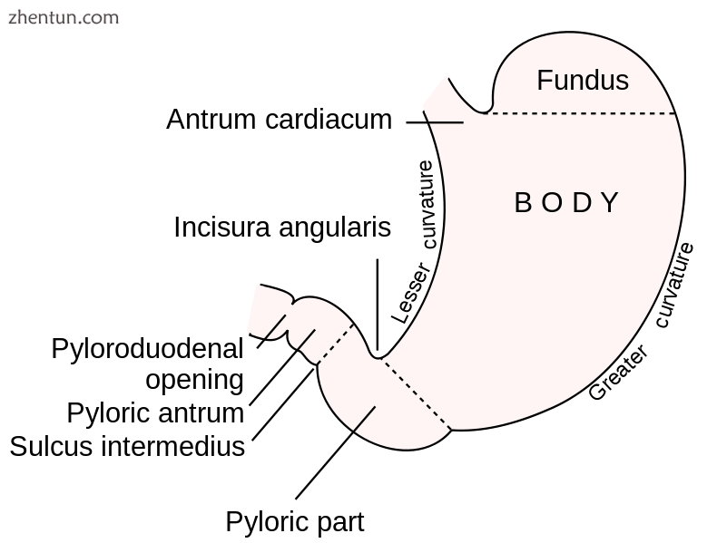 Sections of the human stomach