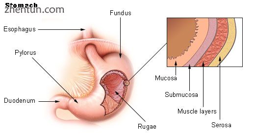 The gastrointestinal wall of the human stomach.