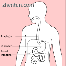 The stomach is located centre left in the human body.