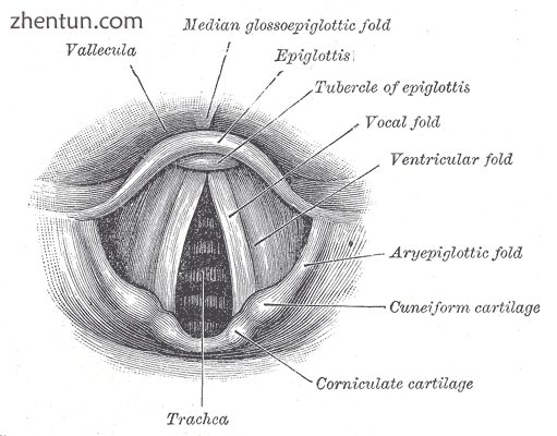 A labeled anatomical diagram of the vocal folds or cords.