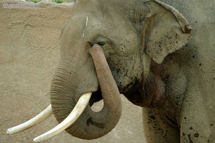 Elephants have prehensile noses.