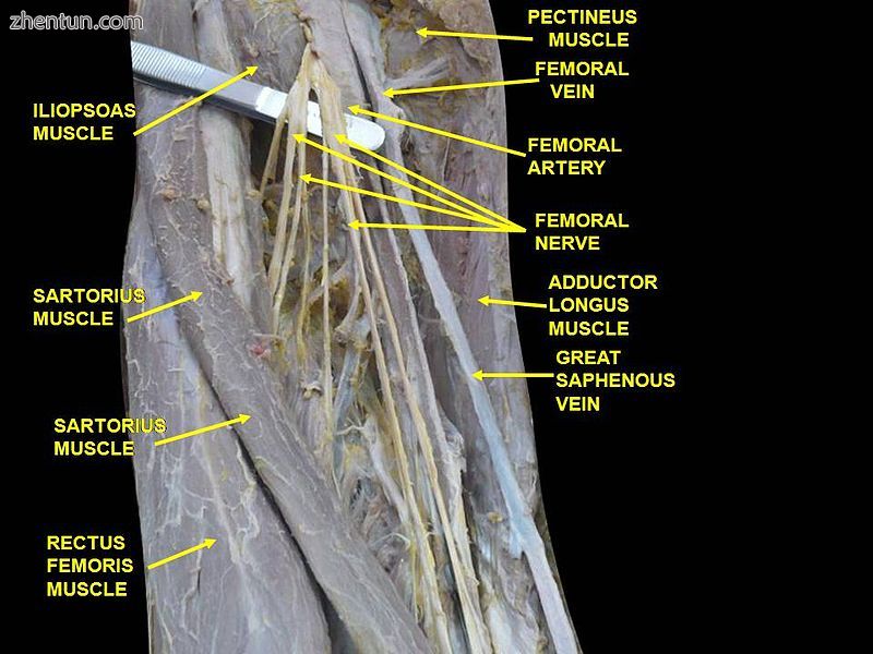 GREAT SAPHENOUS VEIN. Deep dissection. Anterior view.