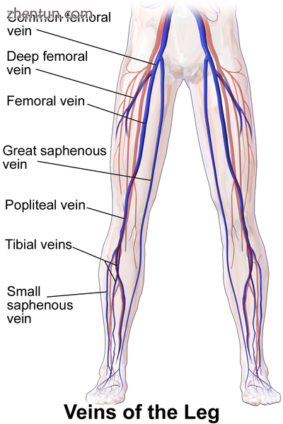 Illustration depicting veins of the leg including great saphenous vein (anterior view).