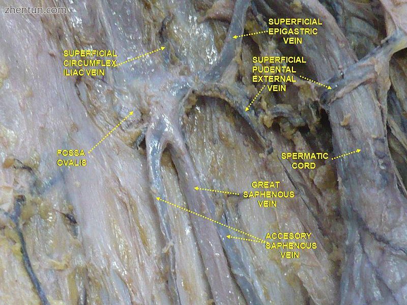 Superficial veins oflower limbSuperficial dissection. Anterior view.