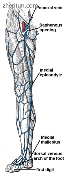 The great saphenous vein and landmarks along its course