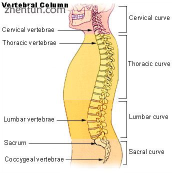 A human vertebral column