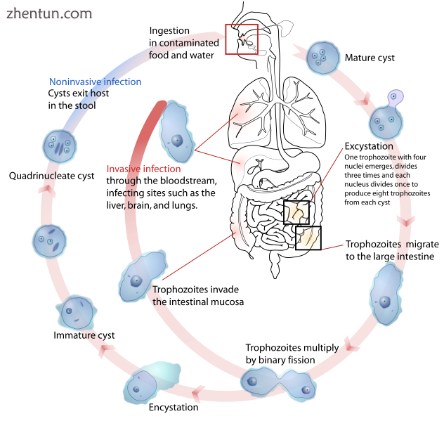 Life-cycle of the Entamoeba histolytica