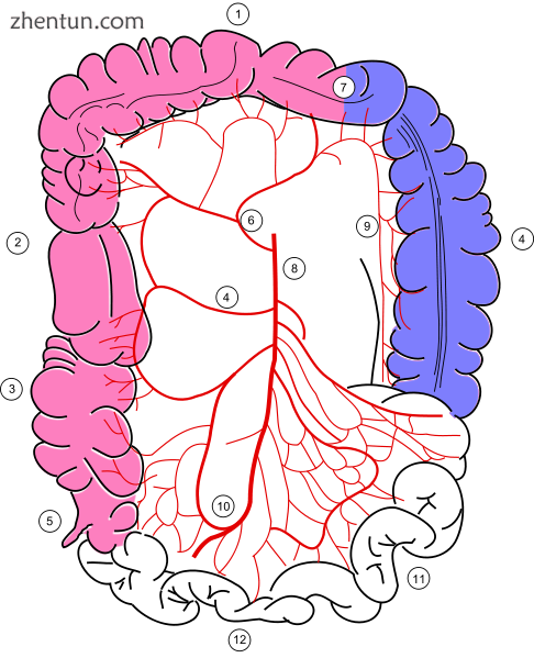 Colonic blood supply. Pink - supply from superior mesenteric artery (SMA) and its branches: middle c ...