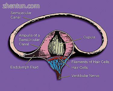 Inner ear illustration showing semicircular canal, hair cells, ampulla, cupula, vestibular nerve,  ...