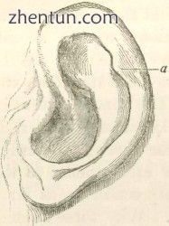 This article is one of a series documenting the anatomy of the Human ear