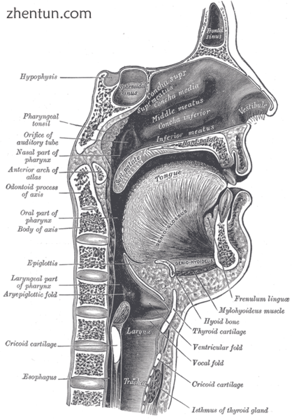 Sagittal section of nose mouth, pharynx, and larynx. (Frenulum linguae is topmos.png