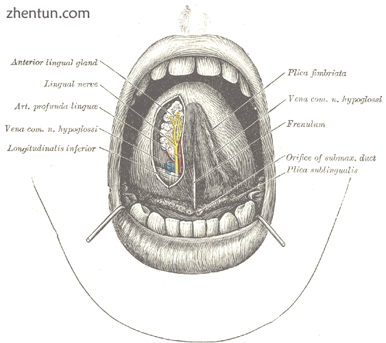 The mouth cavity. The apex of the tongue is turned upward, and on the right side.png