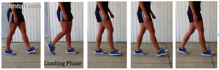 Walking gait cycle starting with the left leg demonstrated. The loading cycle is.png