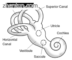 Diagram of the inner ear.png