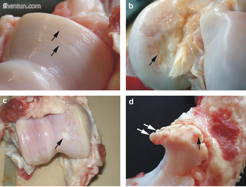 Damaged cartilage from sows. (a) cartilage erosion (b)cartilage ulceration (c)ca.png