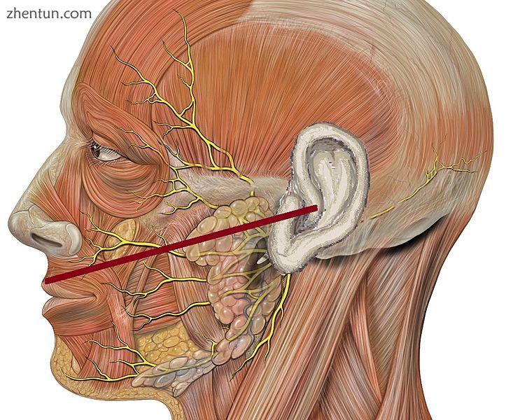 Diagram of lateral view of face showing the imaginary line between the tragus of t.jpg