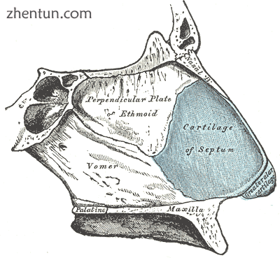 The bones and cartilage of the nasal septum-- viewed from right side. Kiesselbac.png