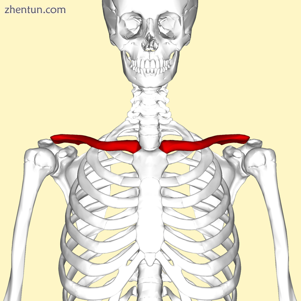 Collarbone (shown in red).png