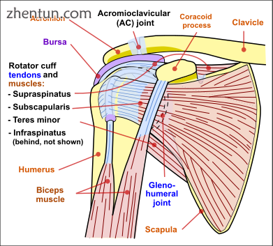 Diagram of the human shoulder joint, front view.png