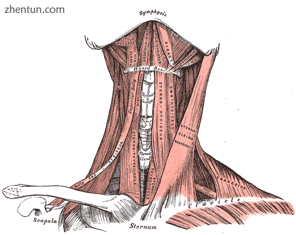 Muscles of the neck. Anterior view..png
