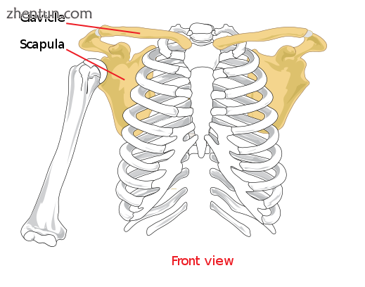 Pectoral girdle—front.png