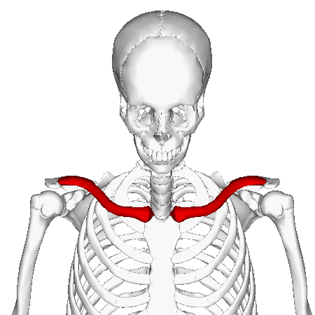 Position of collarbone (shown in red). Animation..gif