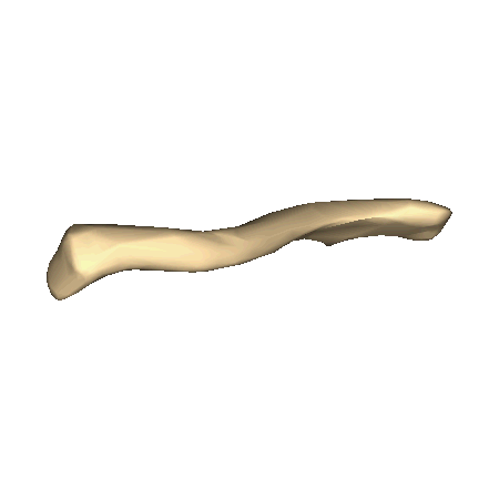 Shape of collarbone (left). Animation..gif