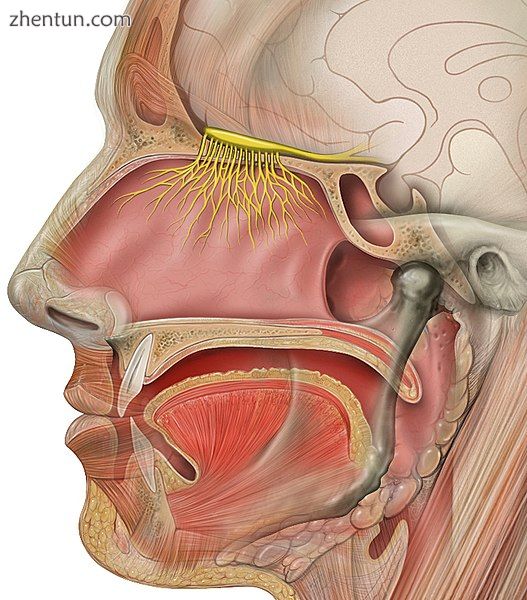 The olfactory nerve.jpg