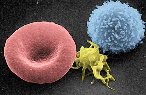 Scanning electron micrograph of blood cells. From left to right human red blood .jpg