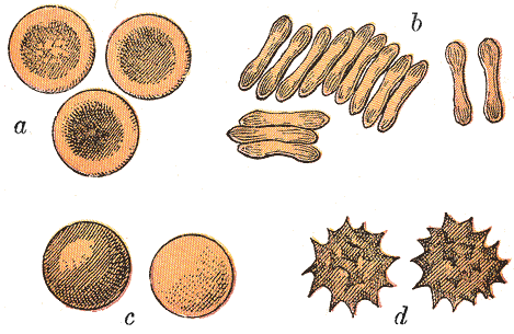 Typical mammalian red blood cells (a) seen from surface.png