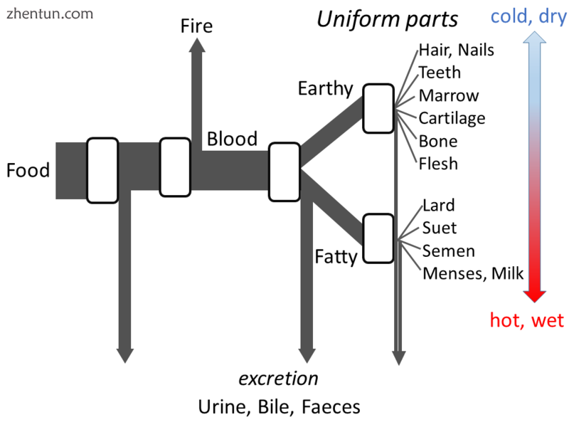 Aristotle's metabolism as an open flow model.png