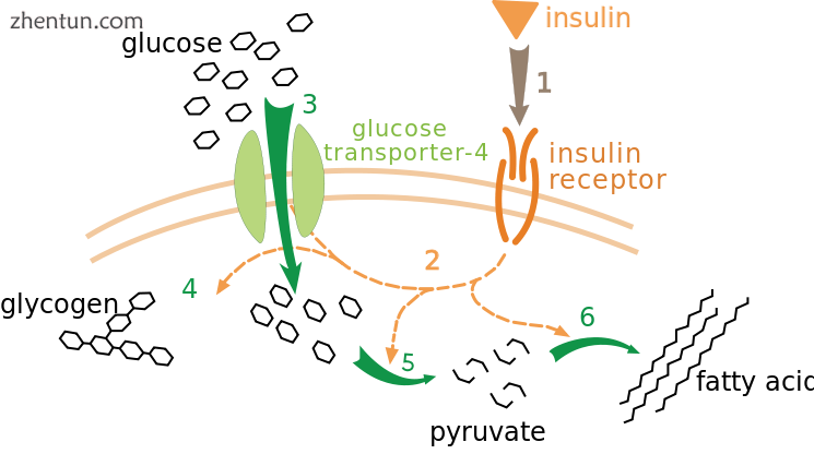 Effect of insulin on glucose uptake and metabolism.png
