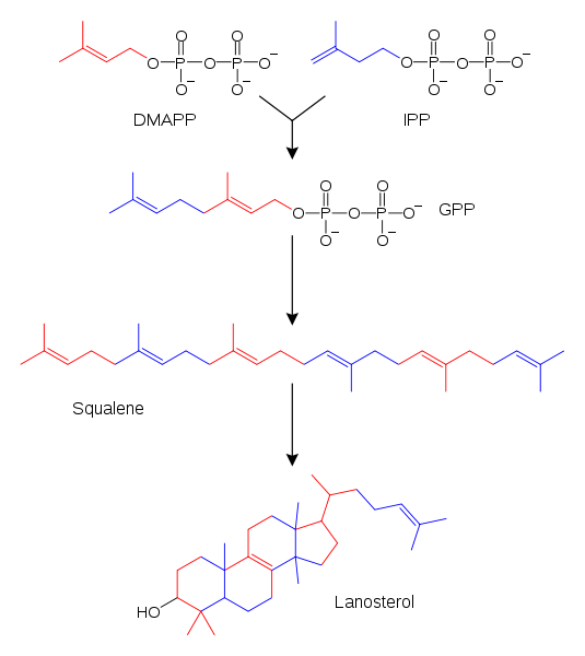 Simplified version of the steroid synthesis pathway.png