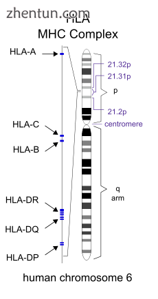 The genes for human HLA are located on chromosome 6..png