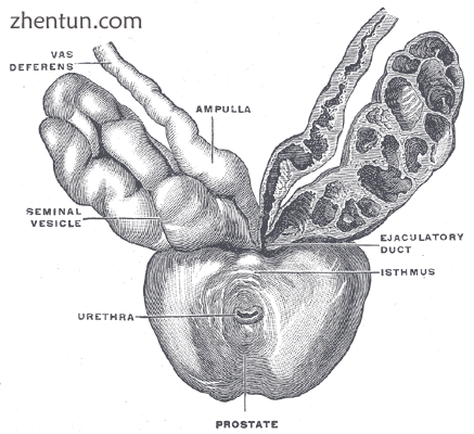 Prostate with seminal vesicles and seminal ducts, viewed from in front and above..png