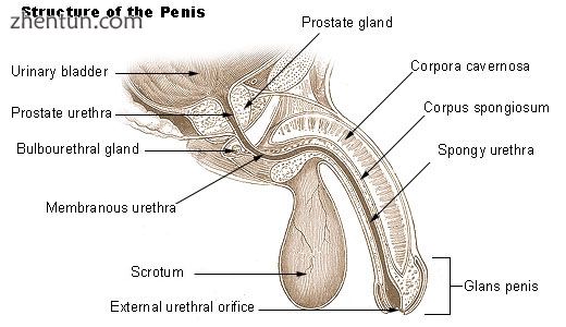 Structure of the penis.jpg