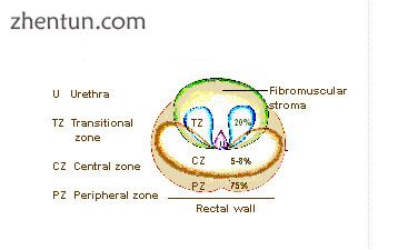 Zones of prostate.jpg