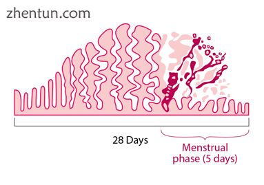 Diagram illustrating how the uterus lining builds up and breaks down during the .jpg
