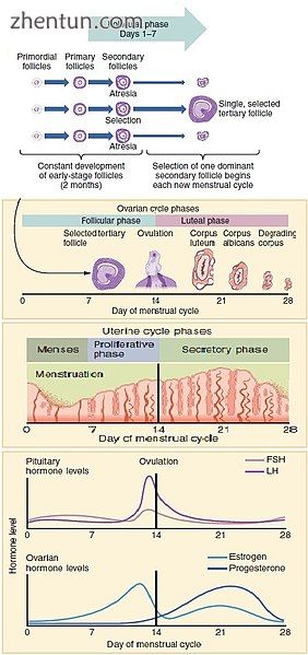 Figure showing the progression of the menstrual cycle and the different hormones.jpg