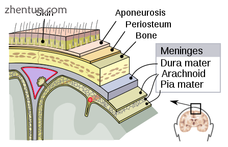 Meninges of the central nervous system dura mater, arachnoid mater, and pia mater..png