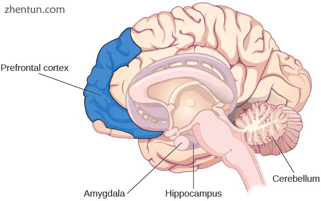 Brain structures associated with memory.[37].jpg
