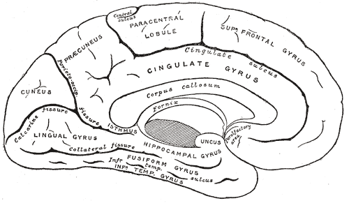 Mid Sagittal cut of human brain.png