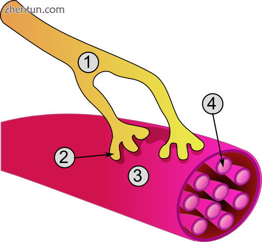 Global view of a neuromuscular junction.png